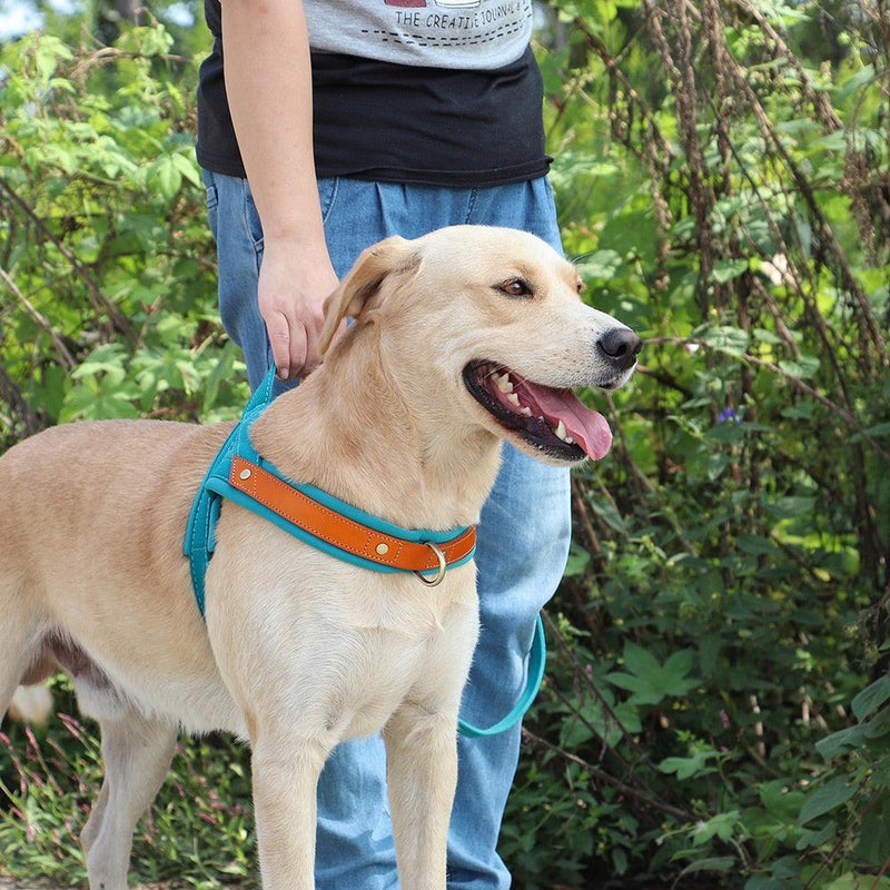 Peitoral Para Cães